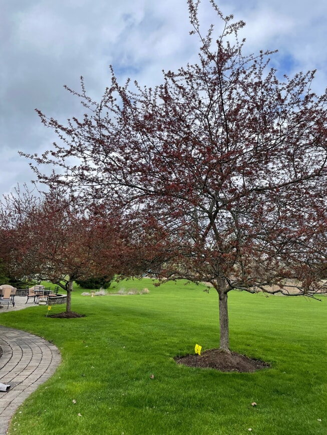 These crabapple trees are receiving foliar treatments beginning at bud break and continuing until the leaves harden.